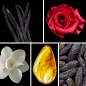 Preview: Duftnoten: Vanille, Rose, Magnolie, Bernstein, Tonkabohne